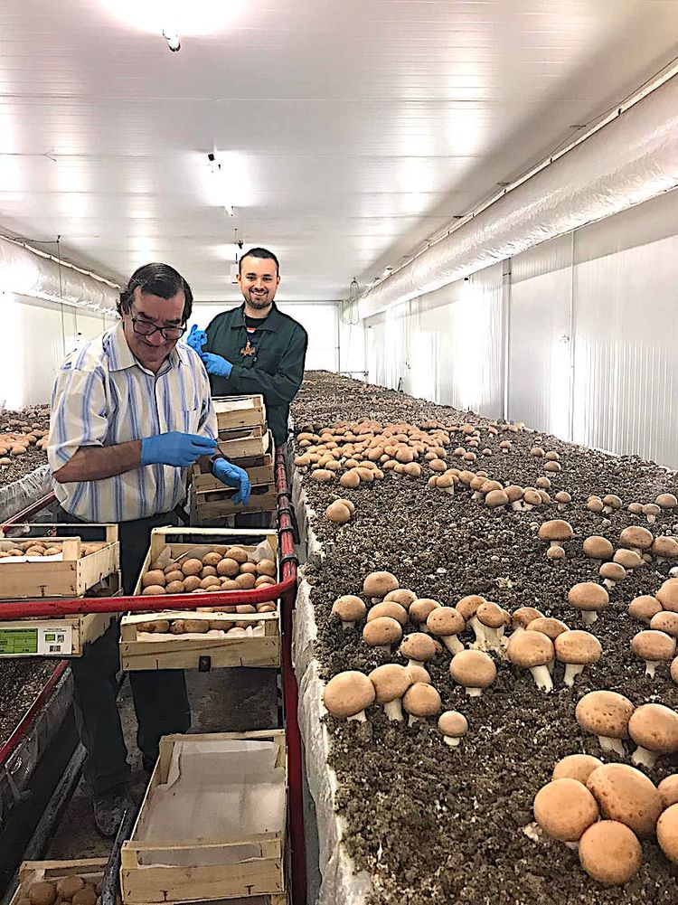 1500 COUPS DE POUCE – Le très vertueux champignon de Madiran